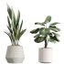 AV Indoor plants set 207 Olive Artificial and Zamiifolia Aracea and Aspidistra Elatior and Licuala Grandis and Ficus Benjamina - Thumbnail 3