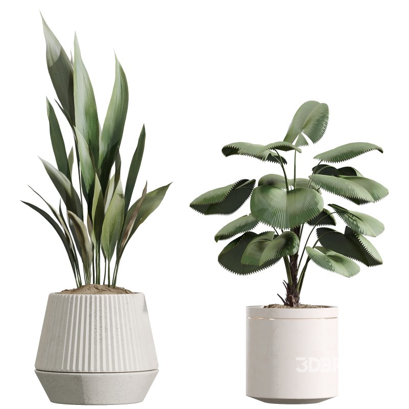 AV Indoor plants set 207 Olive Artificial and Zamiifolia Aracea and Aspidistra Elatior and Licuala Grandis and Ficus Benjamina Image 3