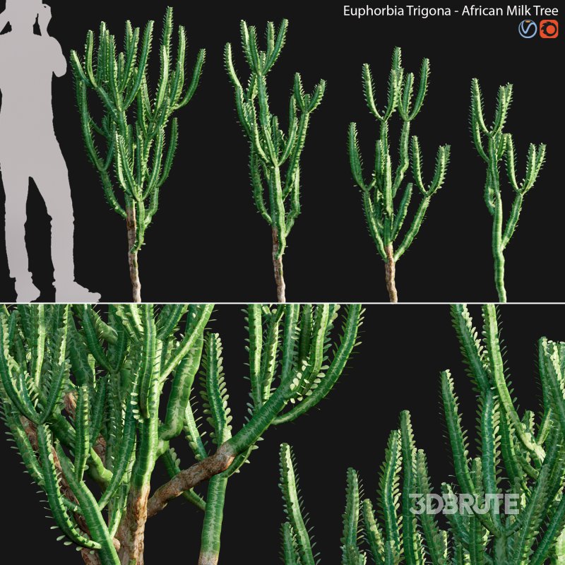 Euphorbia Trigona – African Milk Tree – 01 Image 1