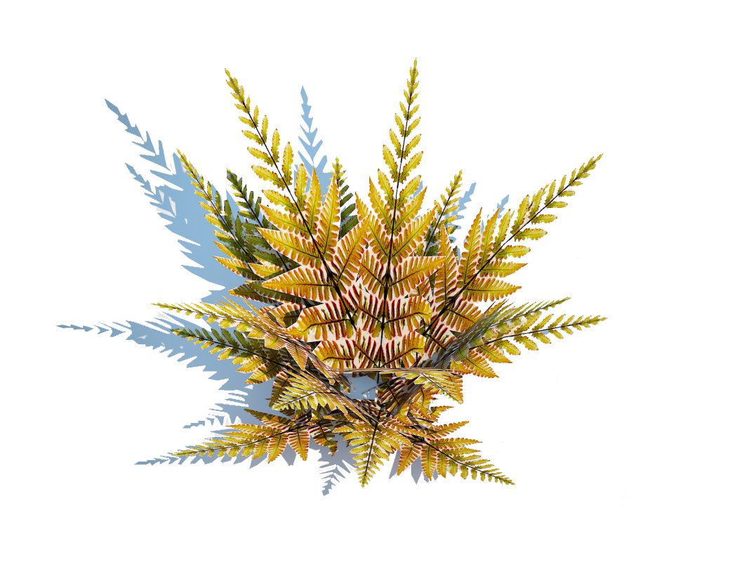 Dryopteris erythrosora – Autumn fern Image 5