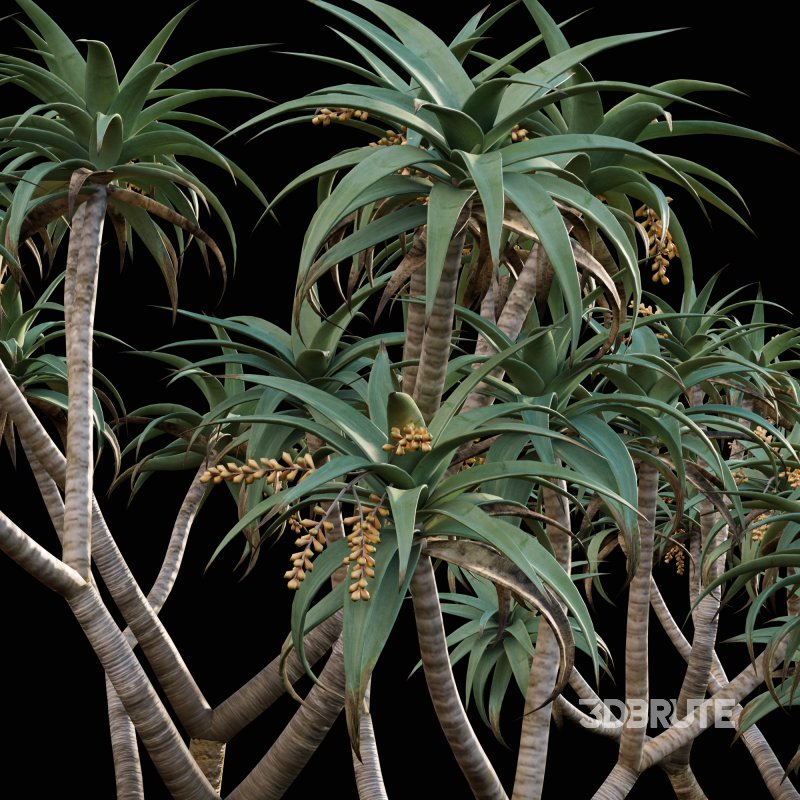 Aloe Pillansii, Aloidendron Pillansii – Giant Quiver Tree, Bastard Quiver Tree – 02 Image 3