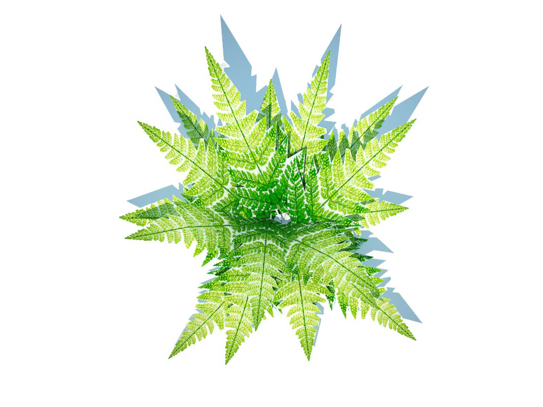 Dryopteris marginalis – wood fern Image 4