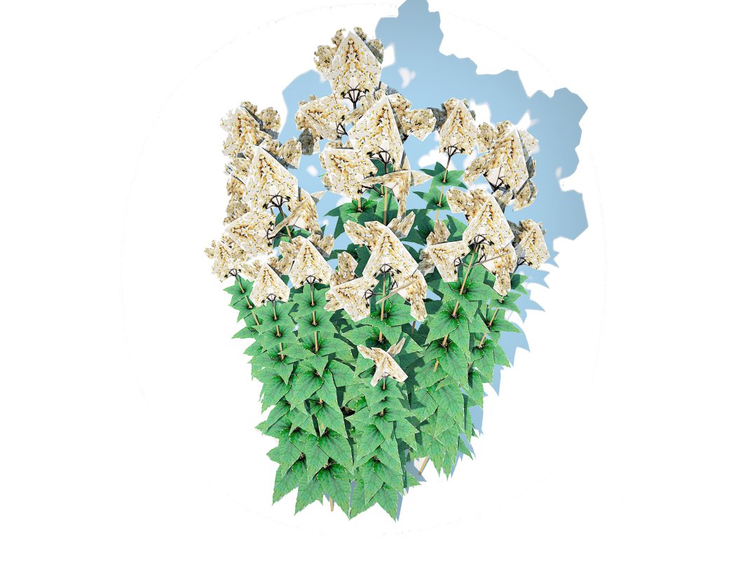 Eupatorium rugosum Chocolate – White Snakeroot Image 4