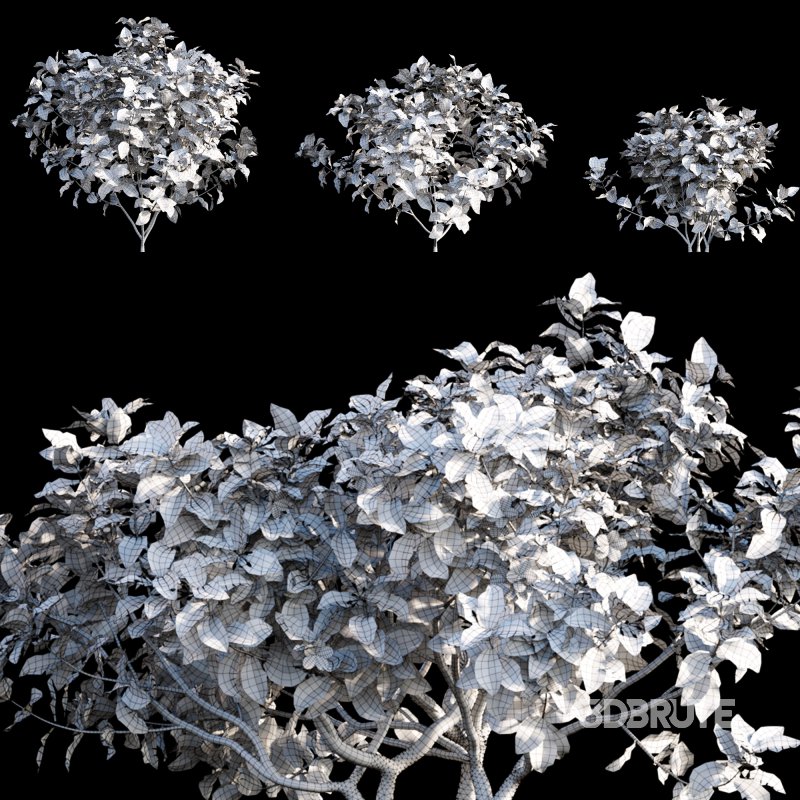 Tabernaemontana divaricata – Crape jasmine – 02 Image 3