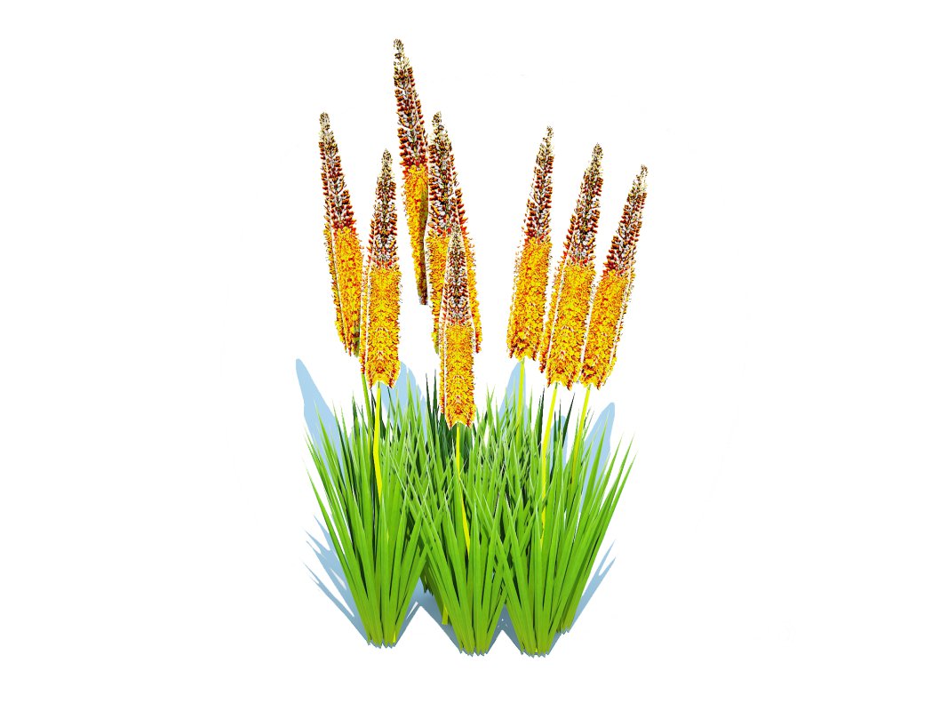 Eremurus – Foxtail Lily_Orange Image 3