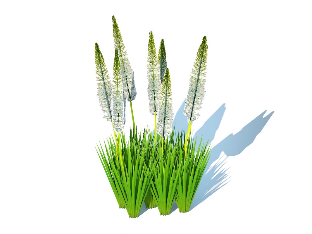 Eremurus – Foxtail Lily_White Image 1