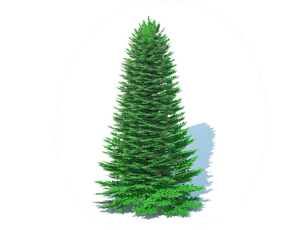 Abies Concolor – Silver Fir – Large Image 1