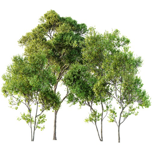 AV Acer Saccharinum and Acer Pseudoplatanus 4 trees