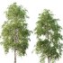 Betula Pendula Tree 08 - Thumbnail 4