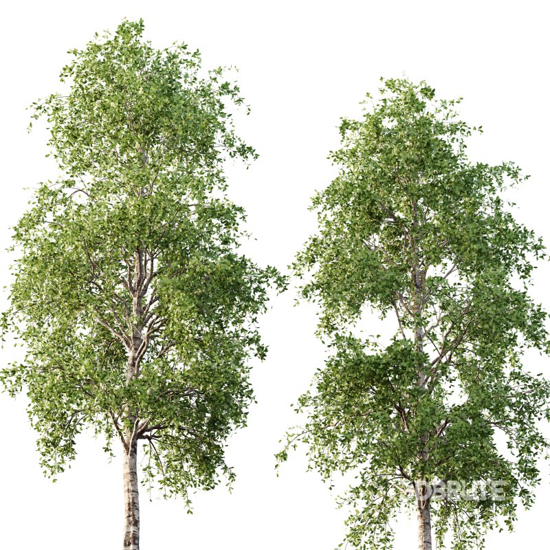 Betula Pendula Tree 08 Image 4