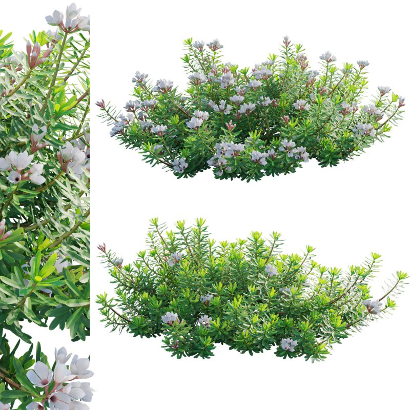 Daphne x transatlantica Blafra – Eternal Fragrance 01 Image 1