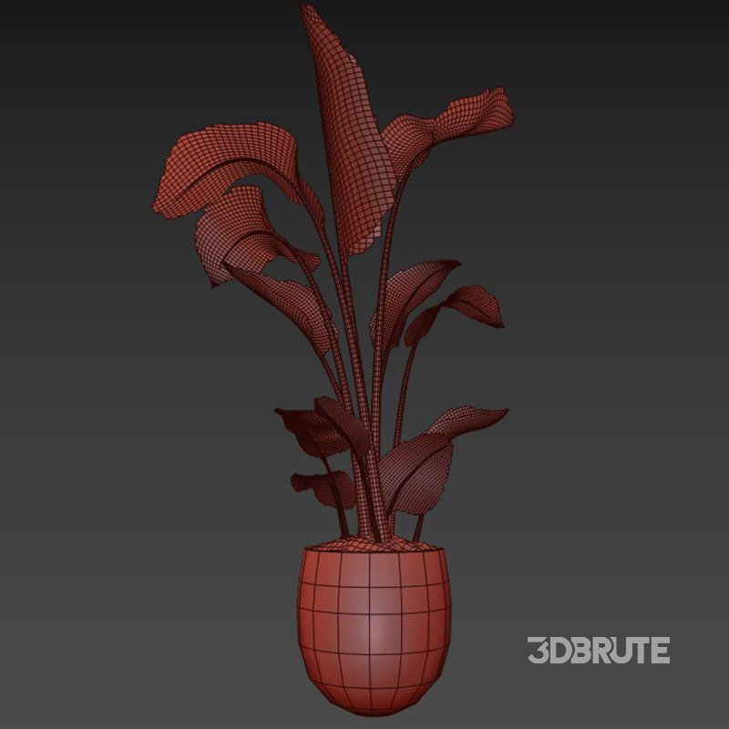 indoor plant 05 Image 5