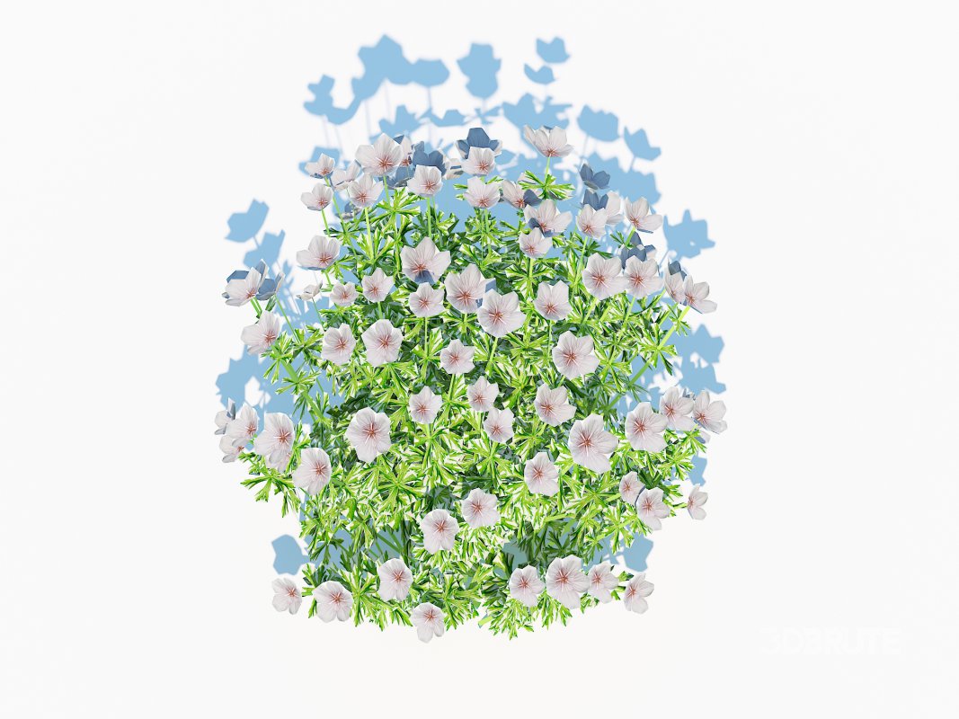 Geranium – white cranesbill Image 1