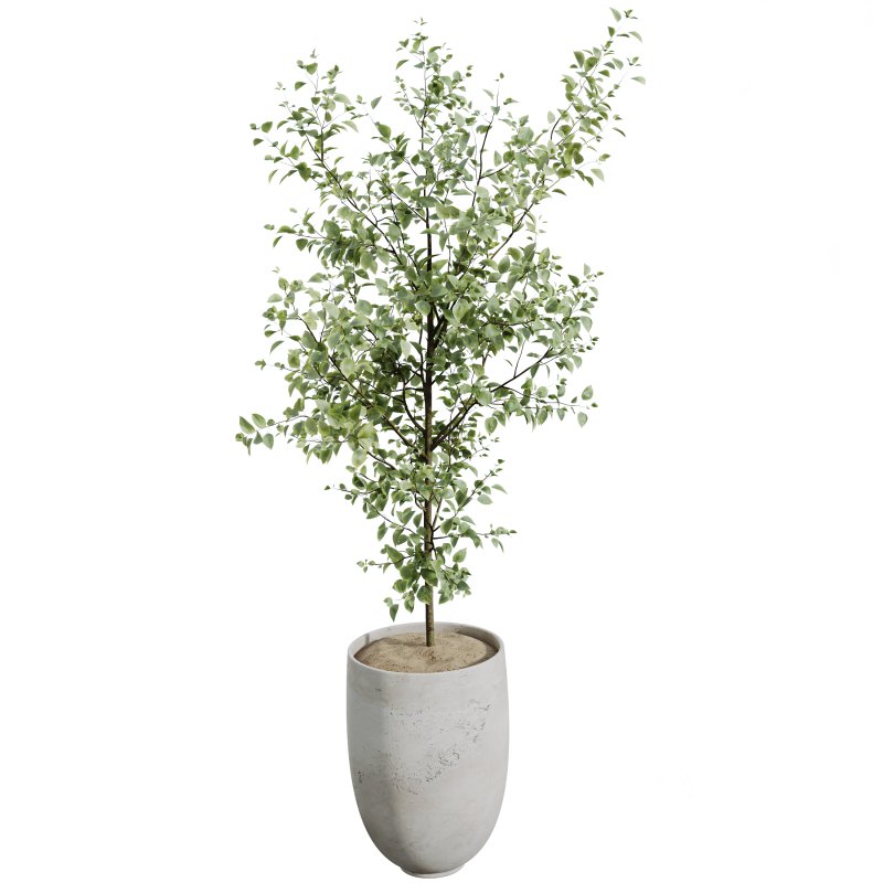 AV Indoor Plants Set 235 Banana Strelitzia Areca Palm Olive Eucalyptus Cactus Euphorbia Image 3