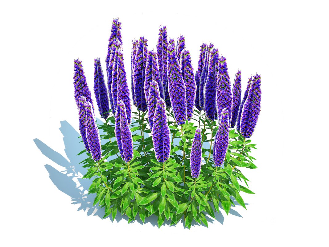 Echium candicans Image 5