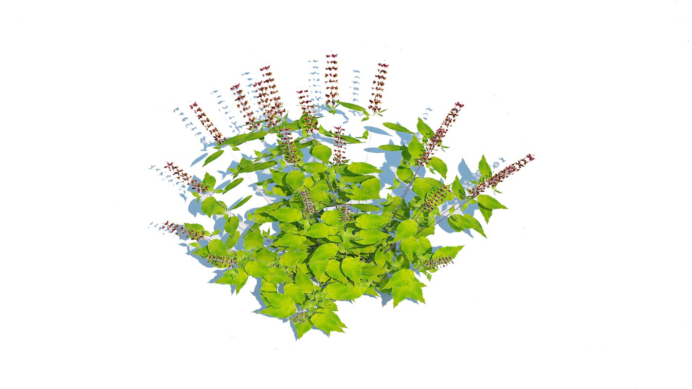 Ocimum tenuiflorum-Holy Basil Image 1