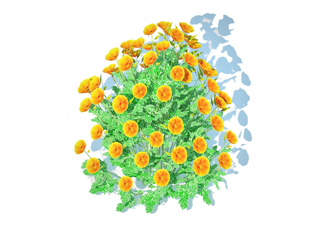 Eschscholzia californica – California poppy Image 4