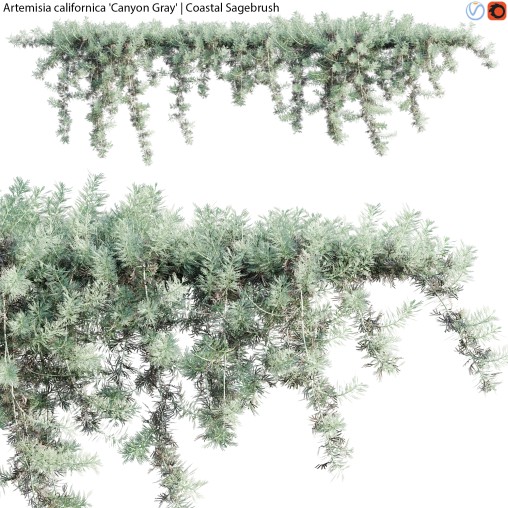 Artemisia californica – Coastal Sagebrush – 02