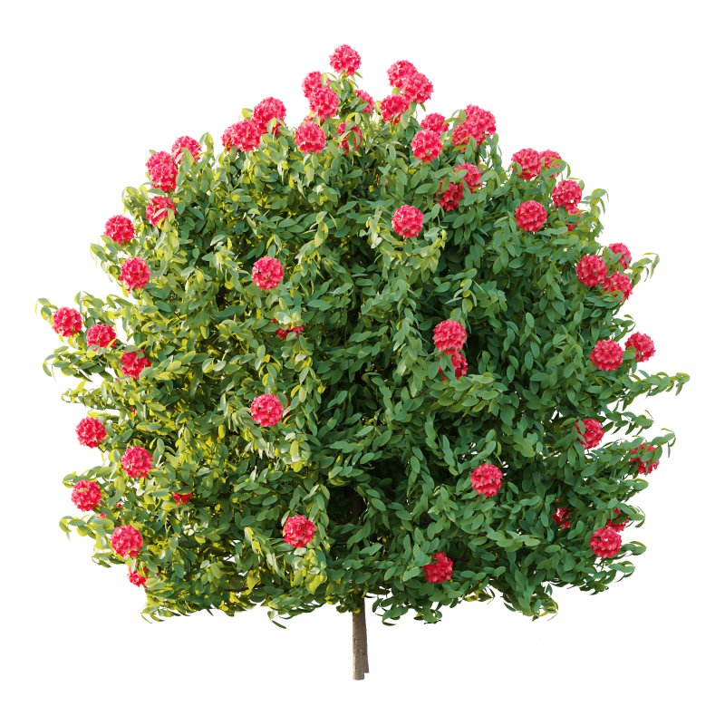 Rhododendron Arboreum Bush 02 Image 3