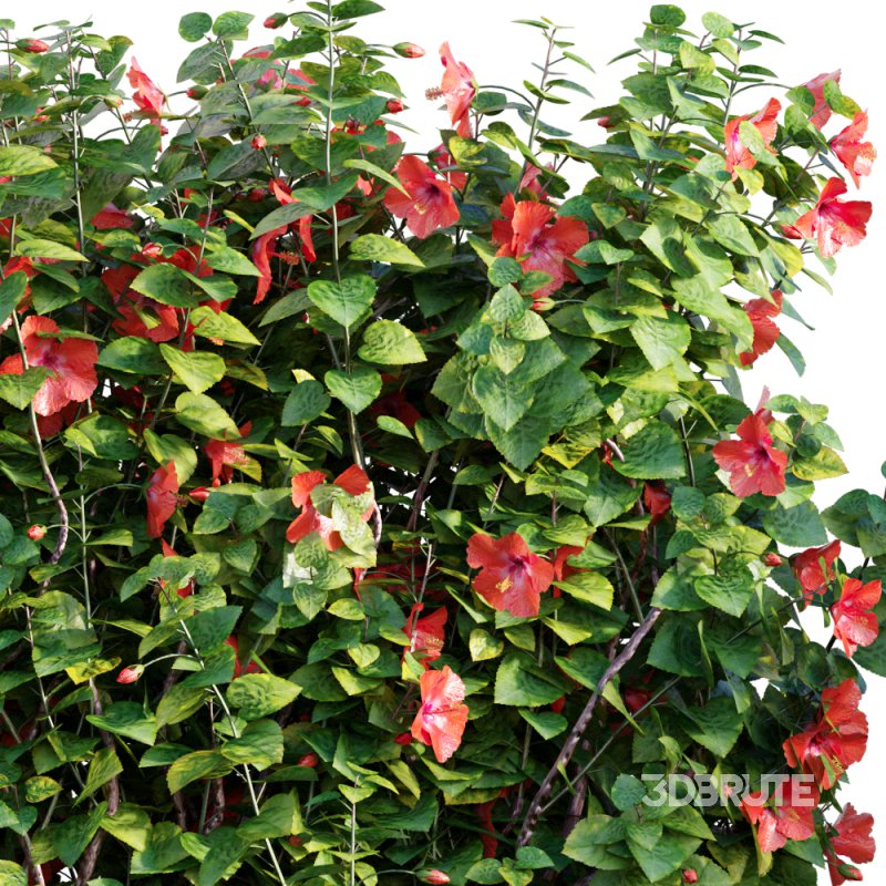 Chinese hibiscus – Hibiscus rosa-sinensis – 03 Image 2