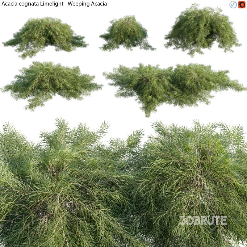 Acacia cognata Limelight – Weeping Acacia – 01 Image 1