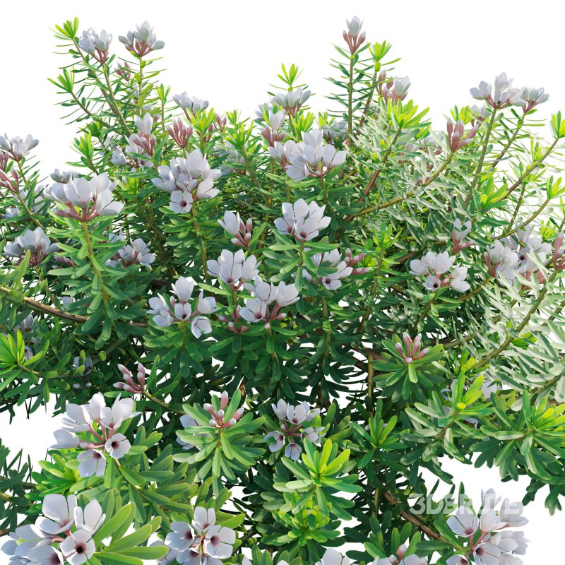 Daphne x transatlantica Blafra – Eternal Fragrance 01 Image 4