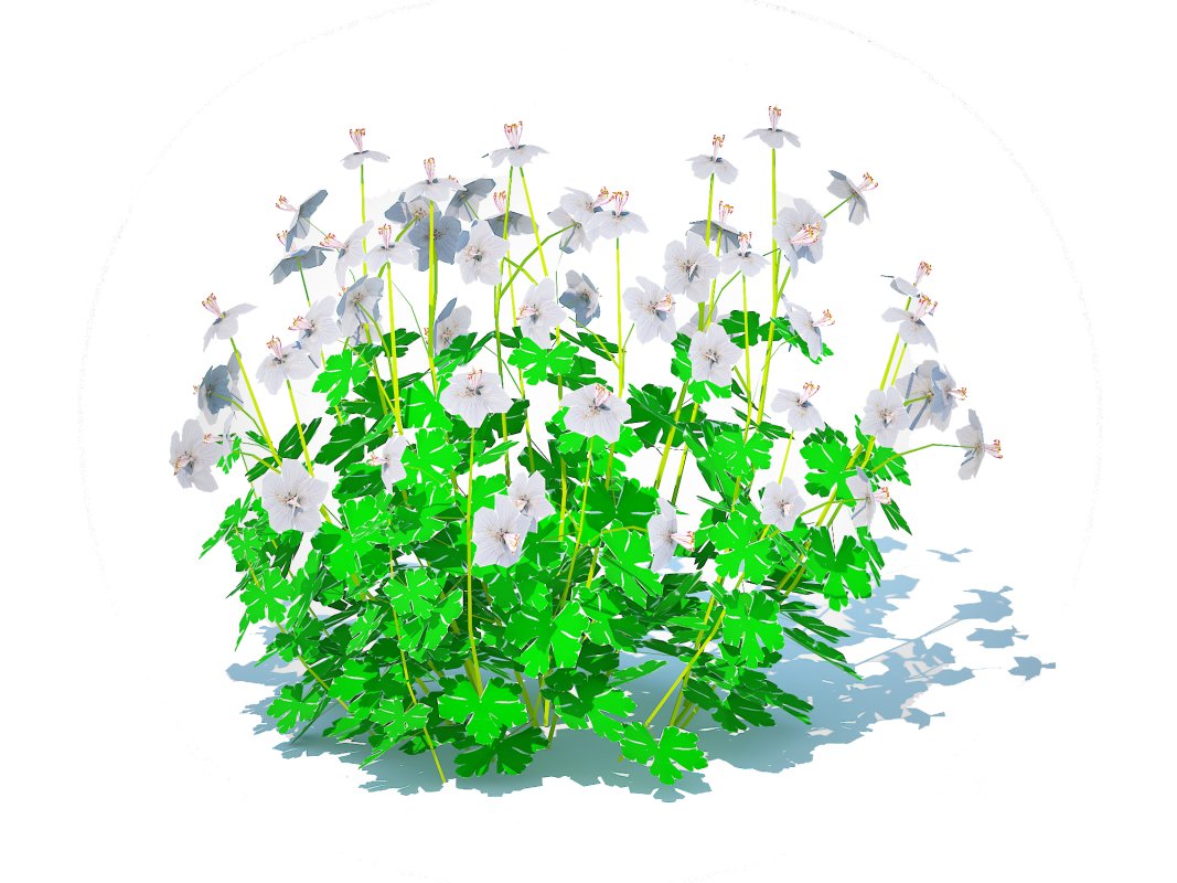 Geranium – Boikovo Dwarf Cranesbill Image 5