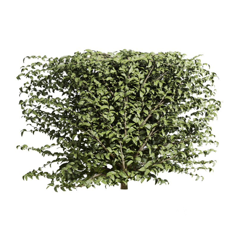 bush plants set Image 4