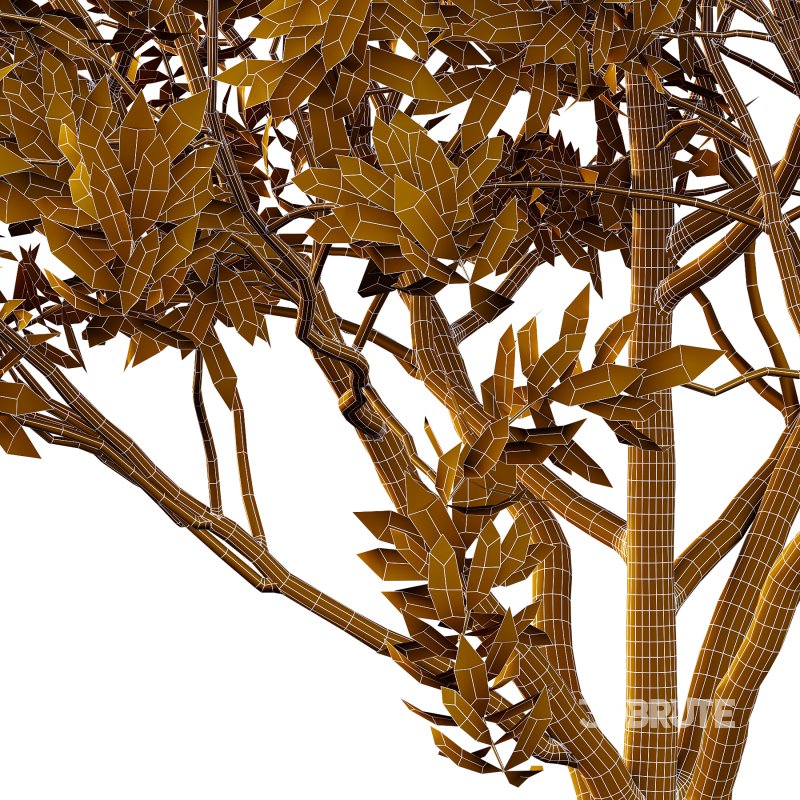 Rhododendron Arboreum Bush 04 Image 2