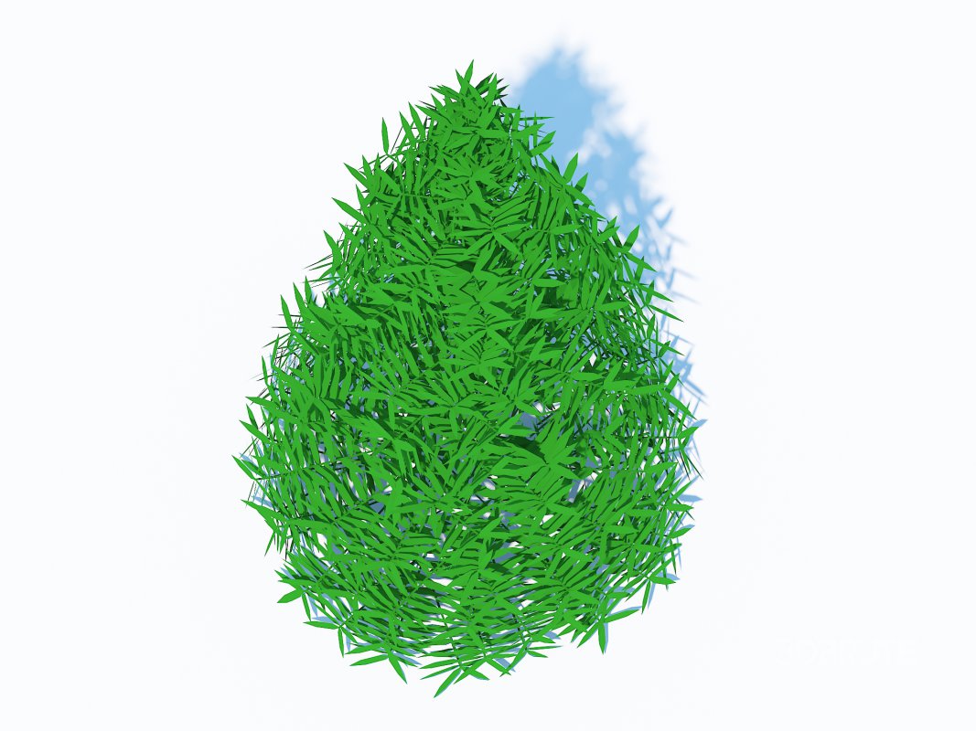 Taxus Media-Pyramidal Image 5