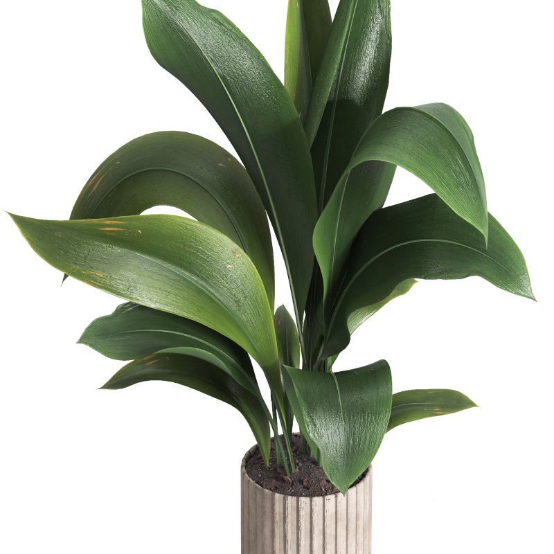 indoor plant 06 Image 3