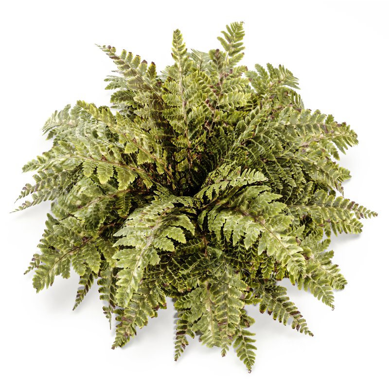 Tropical Crocodile Fern Decorative Bush Image 5