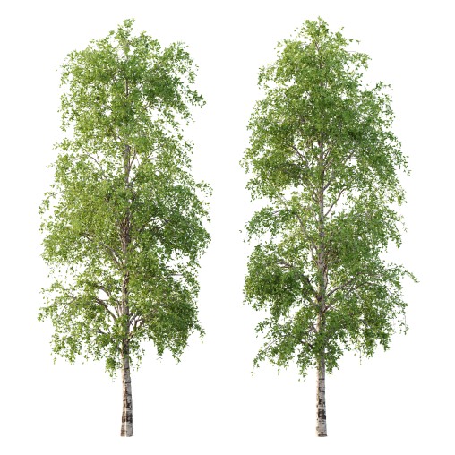 Betula Pendula Tree 08