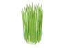 Equisetum hyemale – Horsetail Reed - Thumbnail 3
