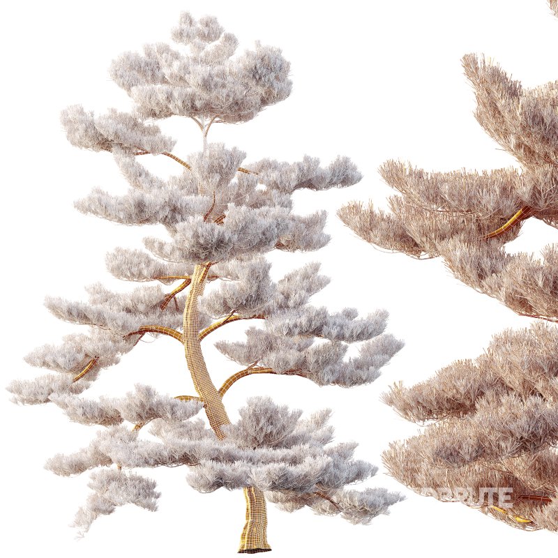 AV Plants Pinus Bonsai Sylvestris Pine Parviflora Scotch Contorta04 Image 3