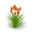 Kniphofia uvaria - Thumbnail 4
