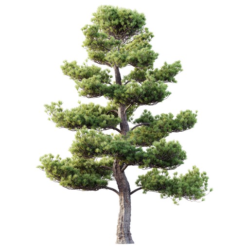 AV Plants Pinus Bonsai Sylvestris Pine Parviflora Scotch Contorta02