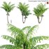 Caryota gigas – Giant Fishtail Palm – Caryota Mitis – 02 - Thumbnail 1