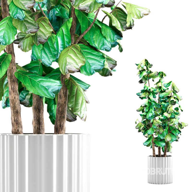 Indoor Plant 001 Ficus Lyrata Fiddle Leaf With White Pot Image 2