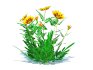 Gazania rigens Daybreak Yellow - Thumbnail 2