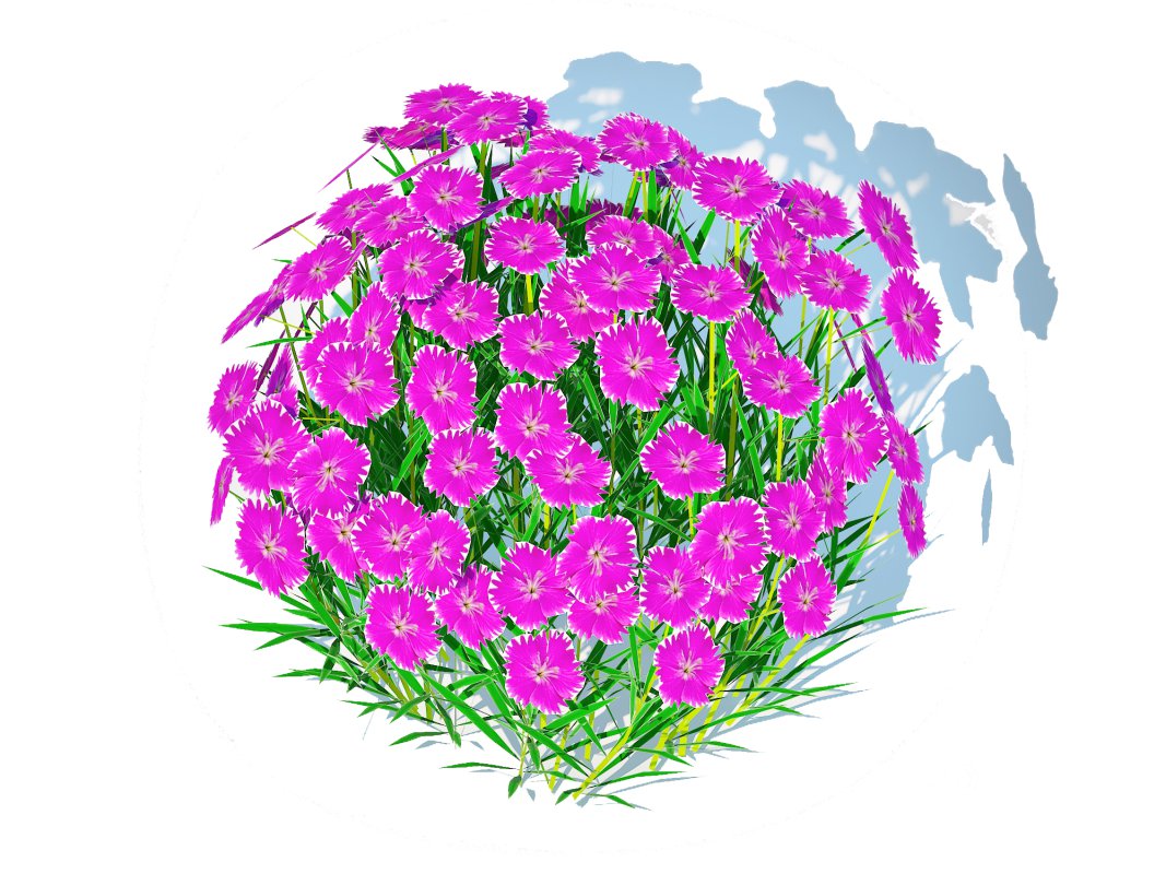 Dianthus deltoides – Zing Image 1