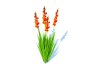 Gladiolus x hortulanus - Thumbnail 1