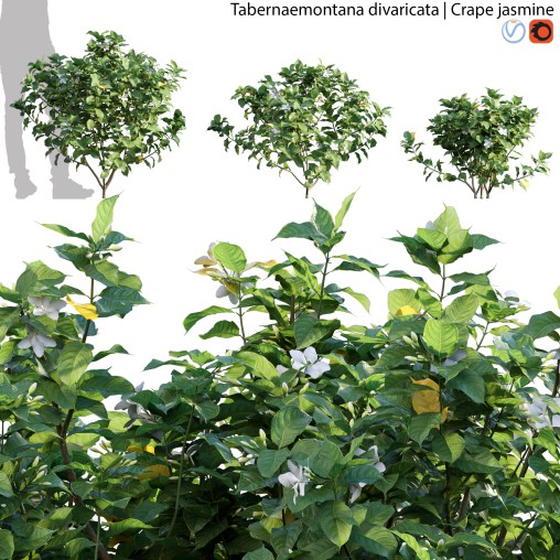 Tabernaemontana divaricata – Crape jasmine – 02