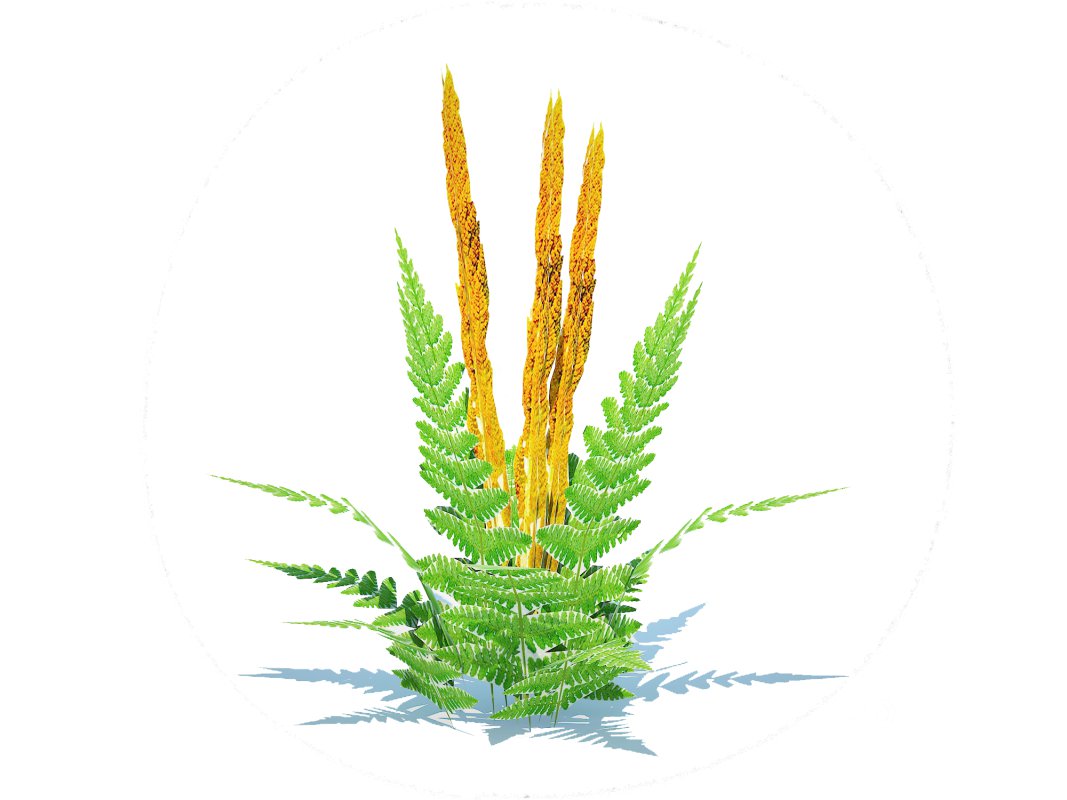 Osmunda – Cinnamon Fern Image 5