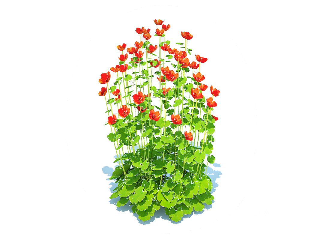 Geum -Totally Tangerine Image 5