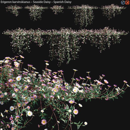 Erigeron karvinskianus – Seaside Daisy – Spanish Daisy -02