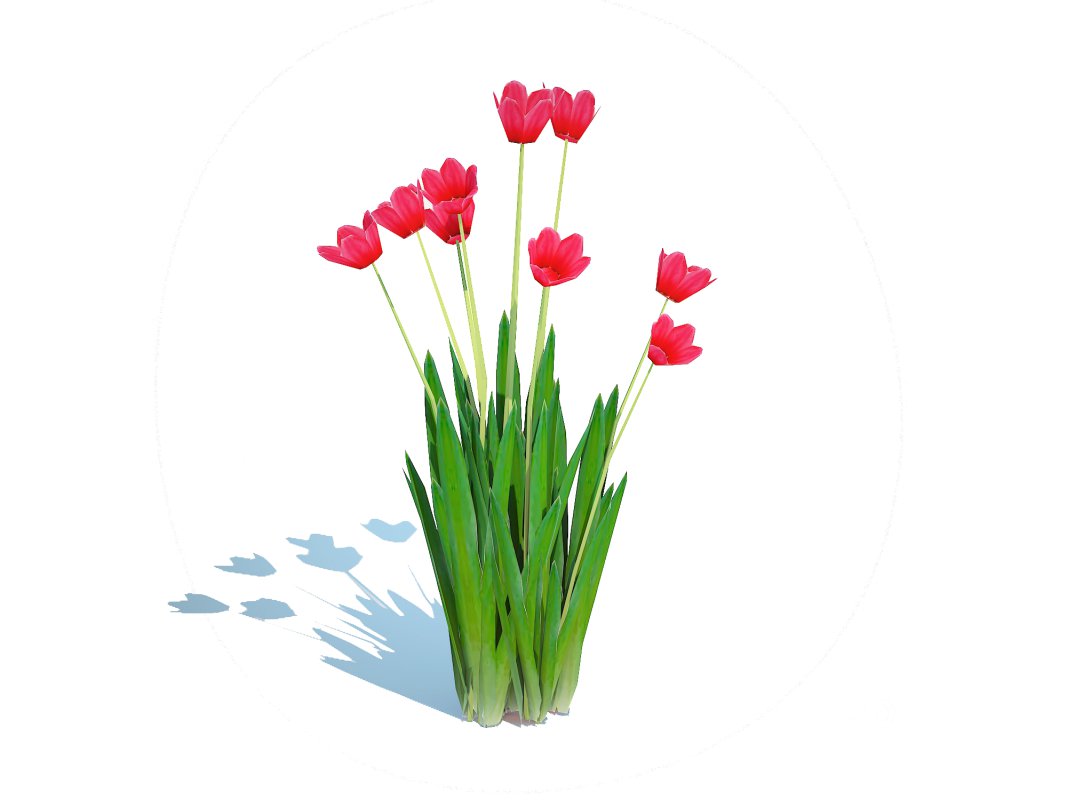 Tulipa – tulips Red Image 1