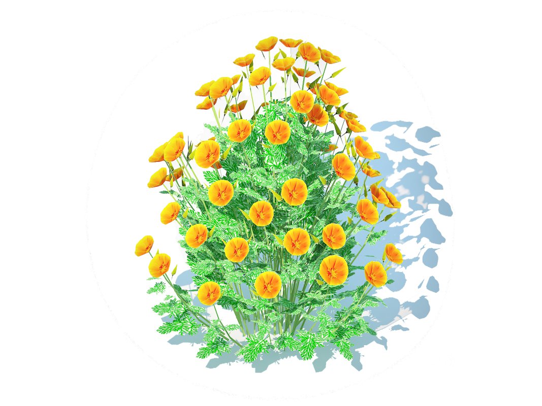 Eschscholzia californica – California poppy Image 1