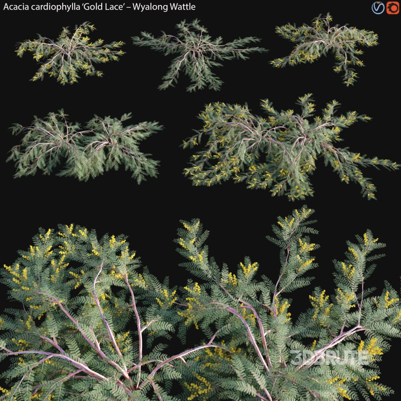 Acacia cardiophylla Gold Lace – Wyalong Wattle – 01 Image 1