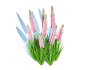Eremurus – Foxtail Lily_Pink - Thumbnail 2